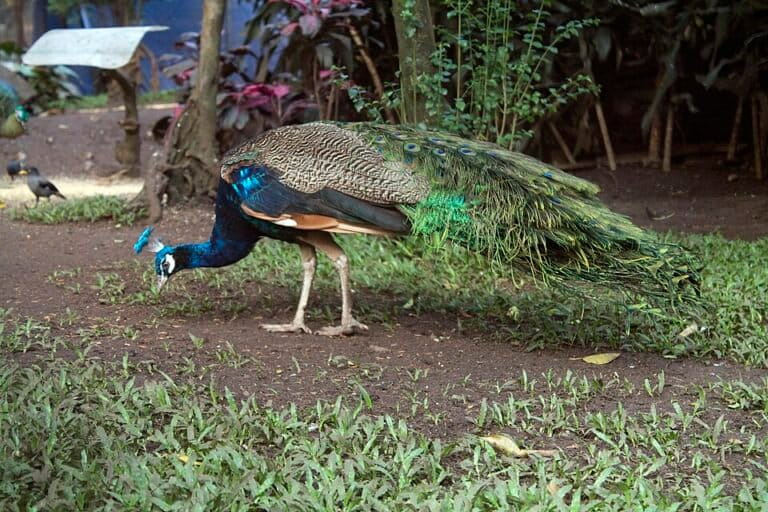 Merak Hijau (Pavo muticus), spesies asli Indonesia yang terlihat di Kebun Binatang Bandung. Meskipun penelitian laser alami dilakukan pada merak India, para ilmuwan meyakini Merak Hijau yang berstatus Terancam Punah (Endangered) ini berpotensi memiliki sifat optik serupa, memberikan nilai ilmiah baru dan urgensi yang lebih tinggi untuk melindunginya dari kepunahan. Foto: Ilham.nurwansah (CC BY-SA 4.0)