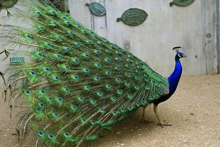 Tampilan dari samping seekor merak India (Pavo cristatus) memperlihatkan arsitektur kompleks dari ekornya. Setiap helai bulu ini tersusun dari filamen-filamen berskala nano yang kini teridentifikasi tidak hanya untuk menciptakan warna, tetapi juga mampu berfungsi sebagai rongga laser alami, menunjukkan kerumitan rekayasa biologis pada spesies ini.Foto: Julia via Flickr (CC BY-SA 2.0)