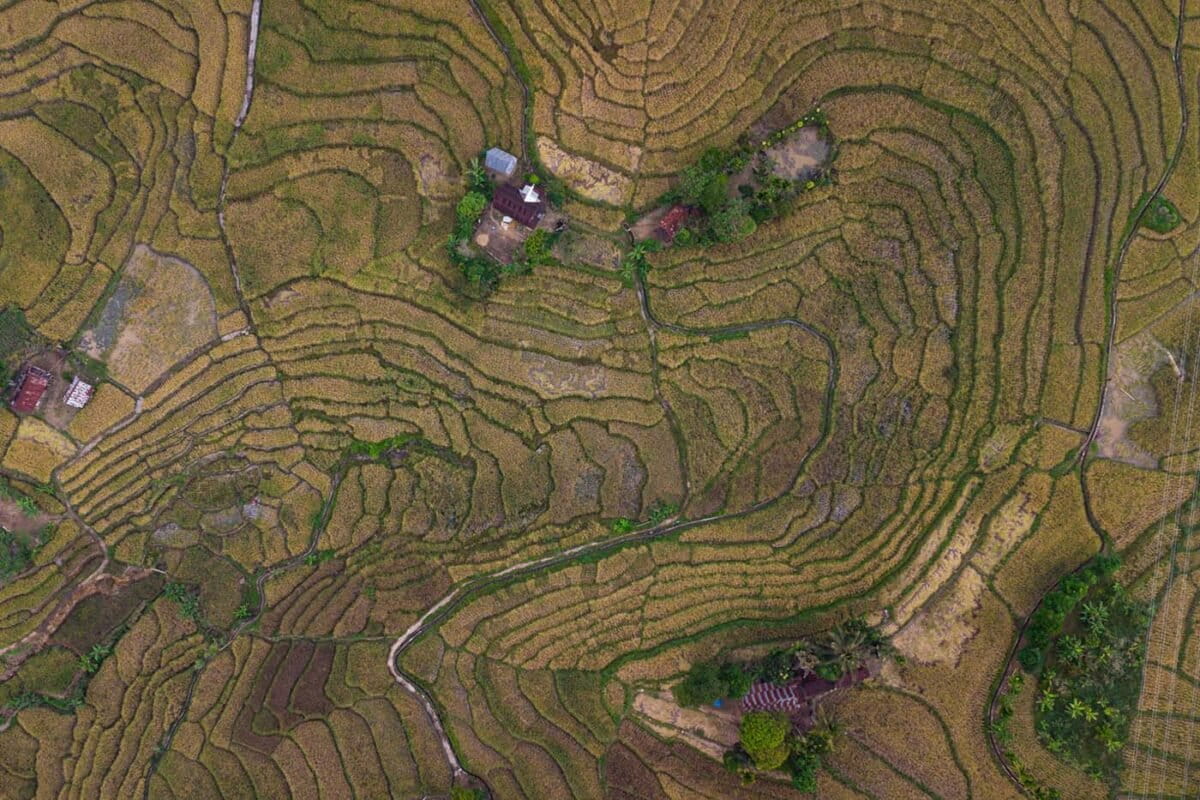 Kemarau Panjang, Buah Sukun Sumber Pangan Potensial Masyarakat Indonesia