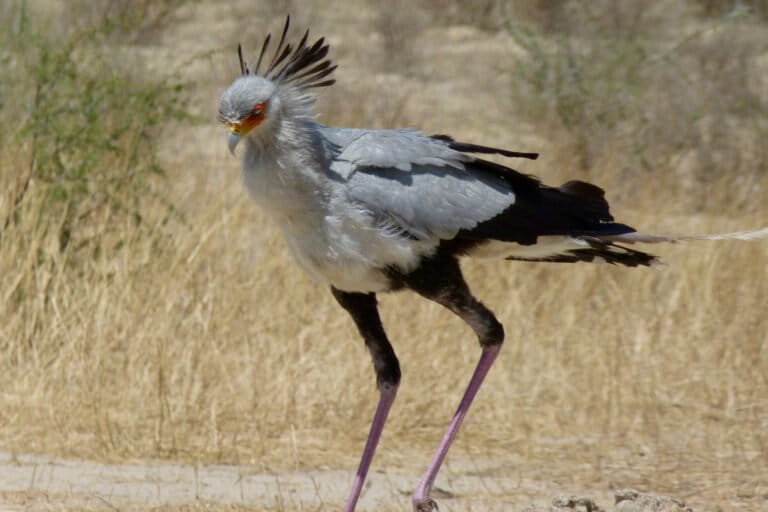 Burung secretary (Sagittarius serpentarius) berjalan di sabana kering Cubitje Quap, Nossob Riverbed, Taman Transfrontier Kgalagadi, Northern Cape, Afrika Selatan. Foto: Bernard DUPONT/CC BY-SA 2.0.