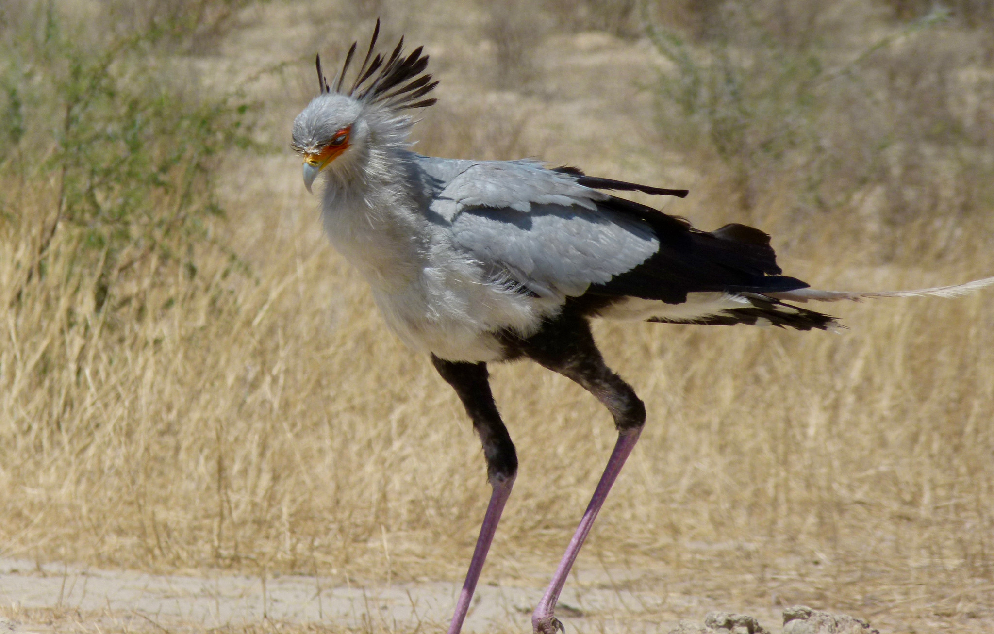 Burung secretary (Sagittarius serpentarius) berjalan di sabana kering Cubitje Quap, Nossob Riverbed, Taman Transfrontier Kgalagadi, Northern Cape, Afrika Selatan. Foto: Bernard DUPONT/CC BY-SA 2.0.