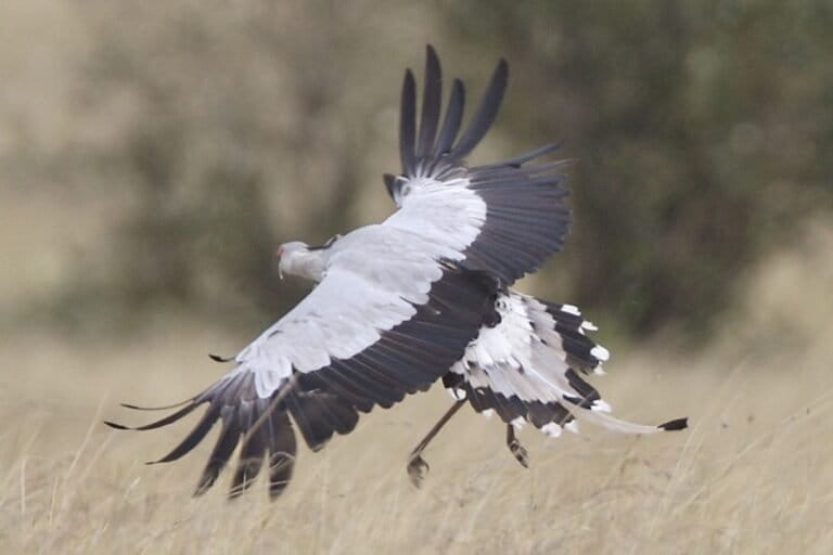 Burung secretary (Sagittarius serpentarius) membentangkan sayapnya di padang rumput Masai Mara, Kenya, Agustus 2008. Foto: Lip Kee dari Singapura/CC BY-SA 2.0.