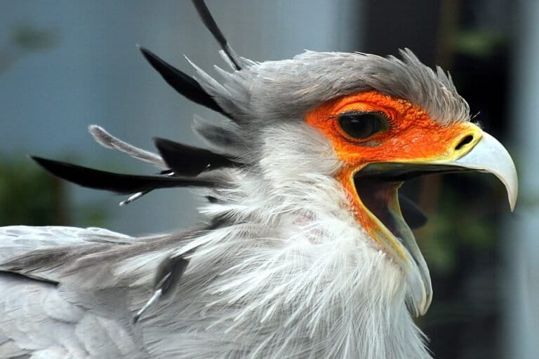 Burung secretary (Sagittarius serpentarius) dengan bulu hitam khas yang menjulur di belakang kepalanya. Foto: Keven Law dari Los Angeles, AS/CC BY-SA 2.0.