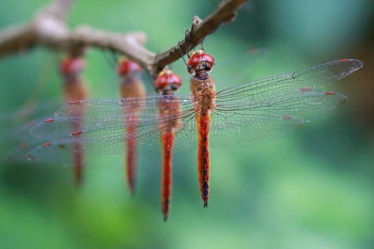 Capung pengelana (Pantala flavescens) beristirahat di ranting, spesies yang dikenal sebagai serangga dengan migrasi terjauh di dunia. Foto: Shino Jacob Koottanad / CC BY-SA 4.0