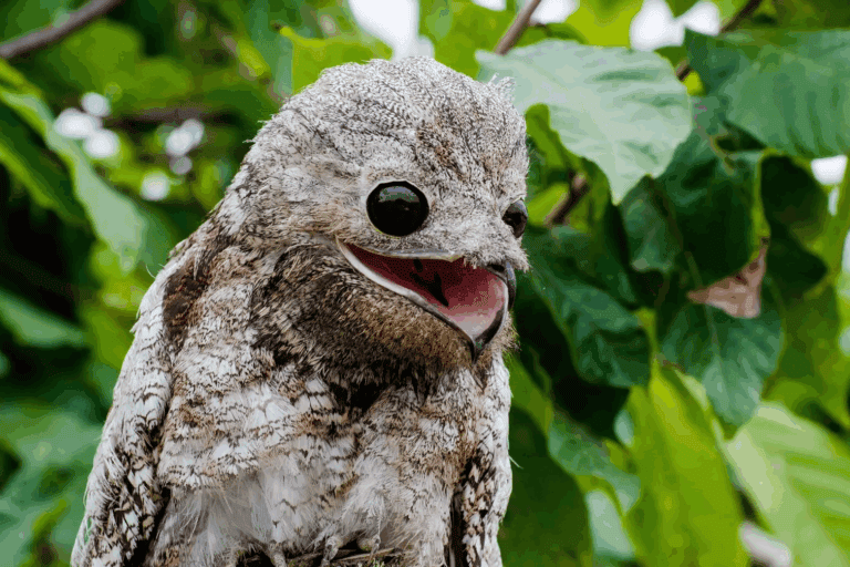 Ekspresi khas Common Potoo (Nyctibius griseus) yang viral di internet: mata bulat besar dan mulut terbuka lebar saat beristirahat di siang hari. Meski terlihat lucu dan aneh, bentuk wajah ini adalah hasil evolusi adaptif sebagai burung nokturnal penyamun malam. Foto oleh Alissondias (CC BY-SA 4.0).