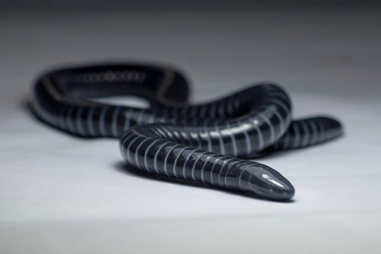 Siphonops paulensis, salah satu spesies caecilian dengan tubuh silindris, berwarna gelap dan memiliki pola cincin khas yang menyerupai cacing atau ular. Foto ini diambil di Pacoti, Ceará, Brasil, yang merupakan habitat alami spesies ini. Foto: Salomão Janderson Ferreira Bispo / iNaturalist (CC BY-NC 4.0)