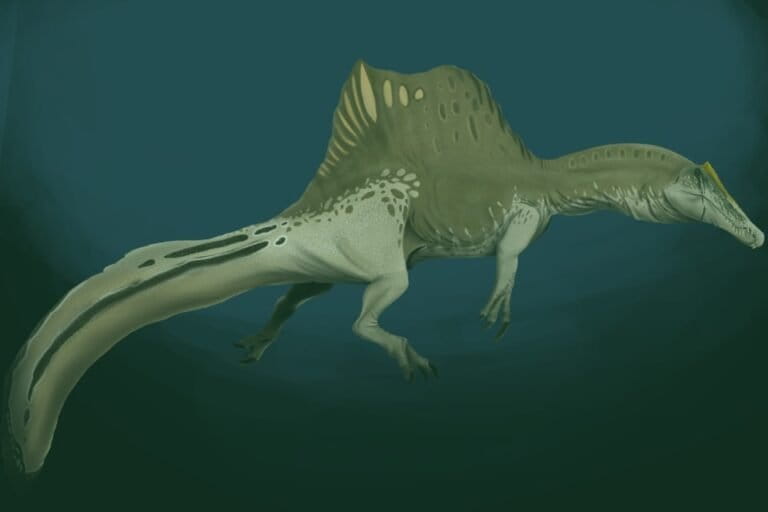 Spinosaurus aegyptiacus berdasarkan deskripsi baru spesies ini. Ilustrasi oleh Gustavo Monroy-Becerril (30 April 2020)