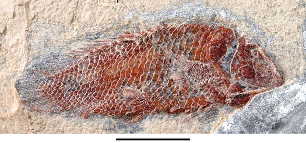 Fosil ikan purba dari Formasi Kem Kem yang memperlihatkan detail sisik serta struktur tubuh yang masih terawetkan dengan baik — bukti nyata keanekaragaman fauna perairan pada masa Early Cretaceous di Sahara purba.Sumber Utama: Studi geologi dan paleontologi tentang Kem Kem Group di timur Maroko, dipublikasikan dalam jurnal ZooKeys oleh Ibrahim et al. (2020)