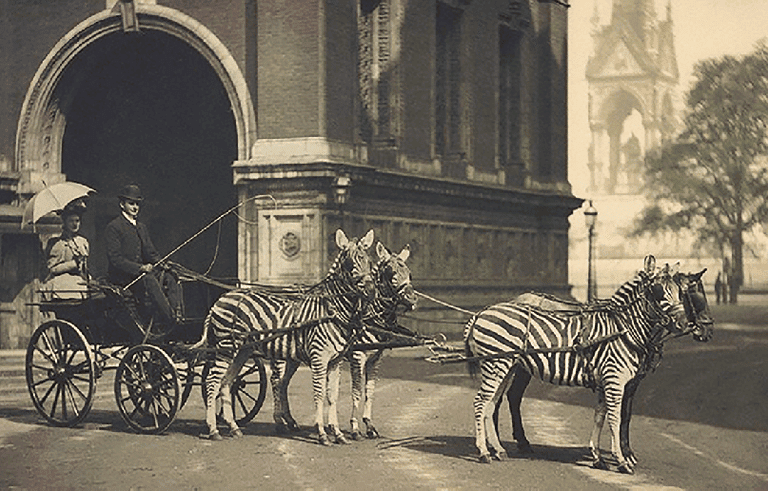 Lord Walter Rothschild mengendarai kereta yang ditarik oleh enam zebra—dan satu kuda yang menyamar di barisan belakang—di depan Royal Albert Hall, London. Eksperimen unik pada akhir abad ke-19 ini menjadi salah satu upaya paling terkenal untuk membuktikan zebra bisa dijinakkan, meski akhirnya gagal berkembang menjadi domestikasi massal. (© The Trustees of the Natural History Museum, London. Licensed under the Open Government Licence)