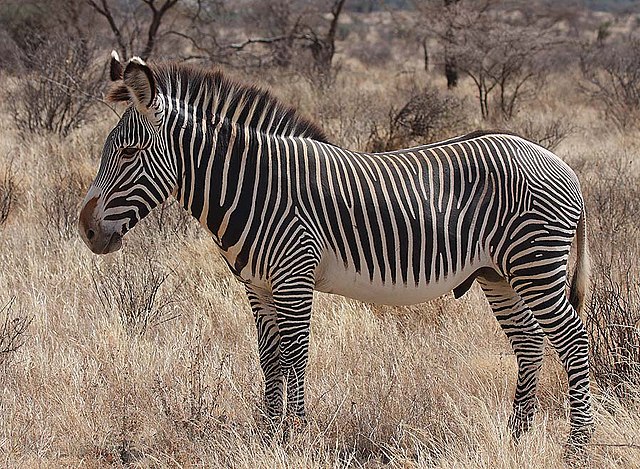 Seekor zebra Grévy jantan di Taman Nasional Buffalo Springs, Kenya — spesies zebra terbesar sekaligus salah satu yang paling sulit dijinakkan karena struktur sosialnya yang cair dan sifatnya yang sangat waspada. (Foto: Rainbirder, 2 November 2011, Wikimedia Commons, lisensi CC BY-SA 3.0)