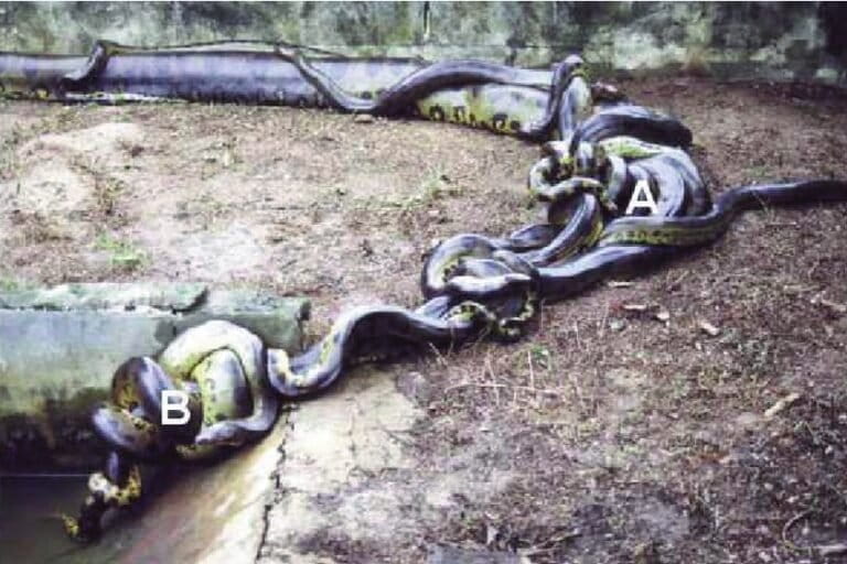 Agregasi kawin (breeding ball) anaconda hijau di mana seekor betina besar (A) dikelilingi hingga 11 jantan yang saling melilit tubuhnya. Dalam persaingan yang padat seperti ini, beberapa pejantan kecil (B) bahkan keliru melilit pejantan besar, mengira itu betina. Kondisi intens seperti ini berpotensi menciptakan peluang terjadinya kanibalisme pada spesies ini. Foto diadaptasi dari Rivas & Burghardt (2001) Animal Behaviour