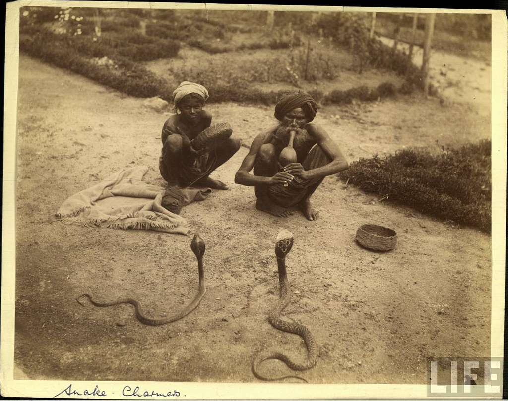Foto lawas pawang ular di India yang diambil pada era kolonial, menampilkan dua pria memainkan pungi di hadapan kobra. Adegan seperti ini menjadi citra ikonik yang membentuk persepsi dunia tentang kobra “menari” mengikuti musik—padahal secara ilmiah, gerakan ular adalah respons visual terhadap ancaman, bukan reaksi terhadap nada.Sumber foto: Wikimedia Commons