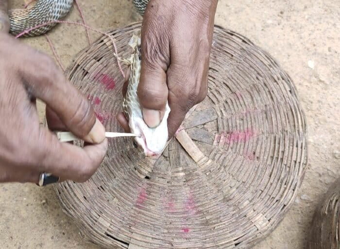Proses brutal pencabutan taring ular oleh pawang, yang sering dilakukan sebelum pertunjukan pungi untuk mencegah gigitan. Praktik ini menyebabkan rasa sakit luar biasa, risiko infeksi, dan sering membuat ular tidak mampu berburu atau bertahan hidup di alam liar.Sumber foto: Gurvinder Singh / Wildlife SOS