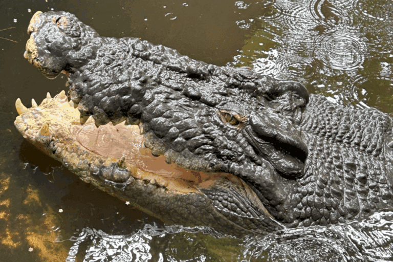 Cassius, buaya air asin (Crocodylus porosus) raksasa di Marineland Melanesia, membuka rahangnya yang kuat. Dengan bobot sekitar 1,3 ton dan usia lebih dari satu abad, ia tercatat sebagai buaya terberat di dunia. (Foto: FFelxii, CC BY-SA 4.0)