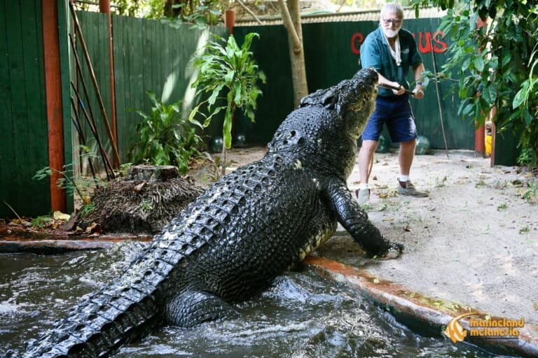 George Craig, penangkap buaya legendaris sekaligus pemilik Marineland Melanesia, memberi makan Cassius — buaya air asin raksasa yang ia selamatkan dari konflik di Northern Territory pada 1984. (Foto: Marineland Melanesia)