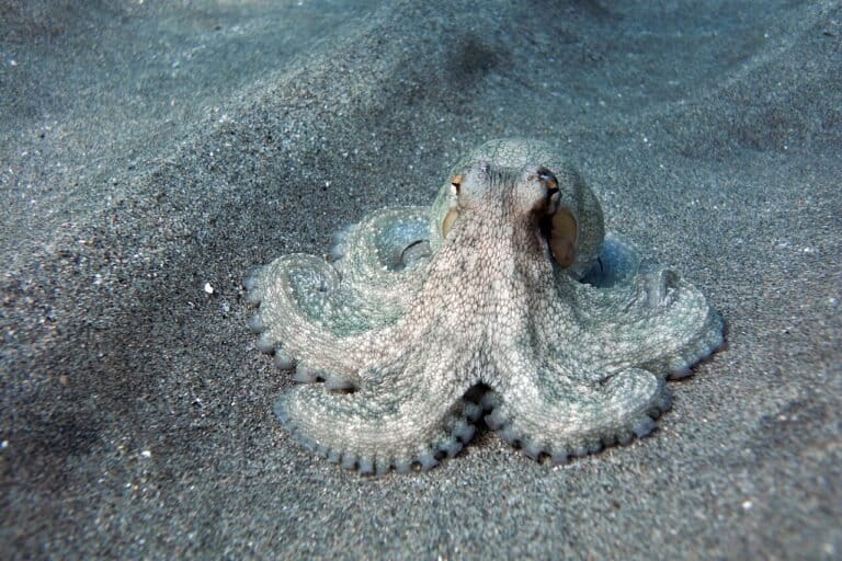 Seekor Octopus vulgaris berkamuflase di pasir laut. Meski memiliki kecerdasan tinggi, gurita lebih mengandalkan strategi bertahan hidup instan seperti kamuflase daripada mengembangkan teknologi. (Foto: Theasereje/Wikimedia Commons, CC BY-SA 4.0)