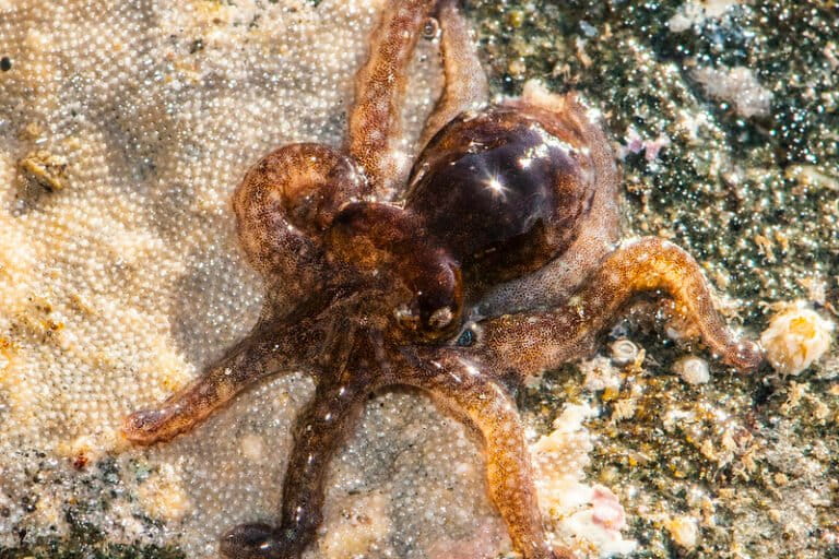 Seekor Octopus bimaculoides, salah satu spesies gurita yang sering dipelajari dalam riset laboratorium terkait kecerdasan dan perilakunya. Meski menunjukkan kemampuan kognitif tinggi, spesies ini tetap hidup soliter dan tidak mengembangkan budaya kumulatif. (Foto: Jerry Kirkhart/Flickr, CC BY 2.0)