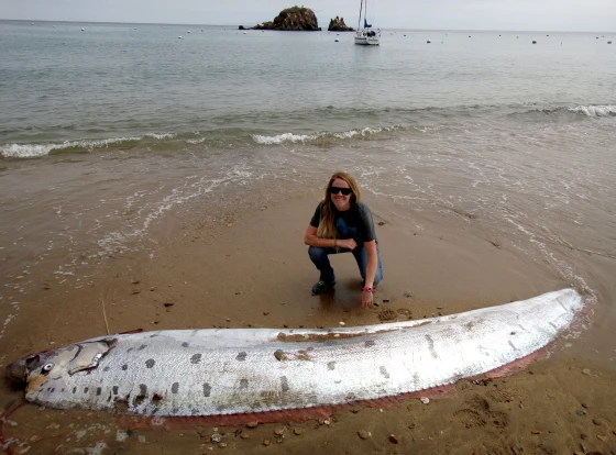 Seekor oarfish sepanjang beberapa meter terdampar di pesisir Pulau Catalina, California. Penampakan langka ikan sabuk ini selalu memicu kehebohan publik karena kerap dikaitkan dengan mitos naga laut dan ‘ikan hari kiamat’. Foto: Reuters/Handout”