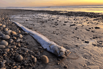 Seekor oarfish terdampar di Pantai Grandview, Encinitas, California. Peneliti dari Scripps Institution of Oceanography menemukan bangkai ikan sabuk ini pada awal bulan, menjadi yang ketiga di California Selatan sejak Agustus. Foto: Alison Laferriere/Scripps Institution of Oceanography