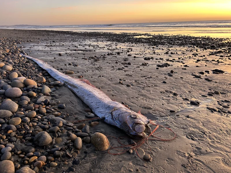 Seekor oarfish terdampar di Pantai Grandview, Encinitas, California. Peneliti dari Scripps Institution of Oceanography menemukan bangkai ikan sabuk ini pada awal bulan, menjadi yang ketiga di California Selatan sejak Agustus. Foto: Alison Laferriere/Scripps Institution of Oceanography