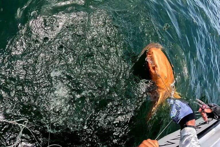 Hiu perawat berwarna oranye cerah muncul ke permukaan setelah tertangkap sementara dalam perjalanan memancing di Tortuguero, Kosta Rika. Peneliti menyebut fenomena albino-xanthochromism ini sebagai catatan pertama di dunia. (Image courtesy of Marioxis Macías-Cuyare, photograph by Garvín Watson)