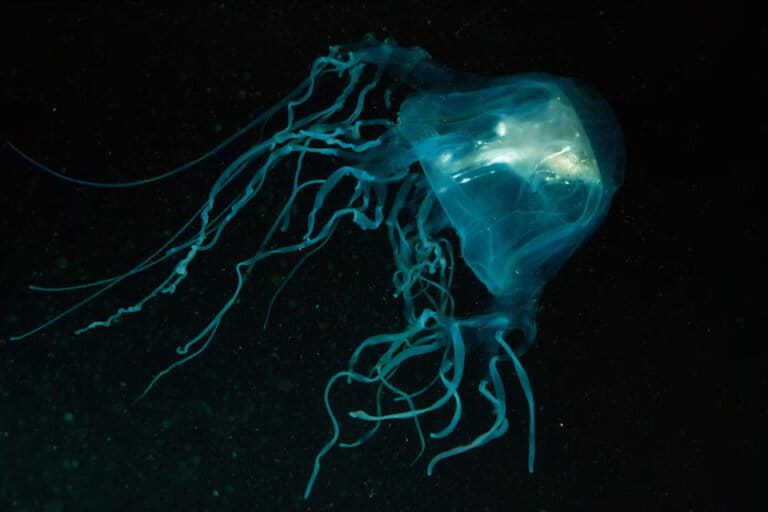 Ubur-ubur kotak Australia (Chironex fleckeri) yang dikenal sebagai salah satu hewan laut paling mematikan di dunia. Racunnya dapat menyebabkan henti jantung dalam hitungan menit. Foto ini memperlihatkan tubuhnya yang transparan dengan tentakel panjang penuh sel penyengat mematikan.📸 Foto: Ron & Valerie Taylor / Mary Evans / picturedesk.com