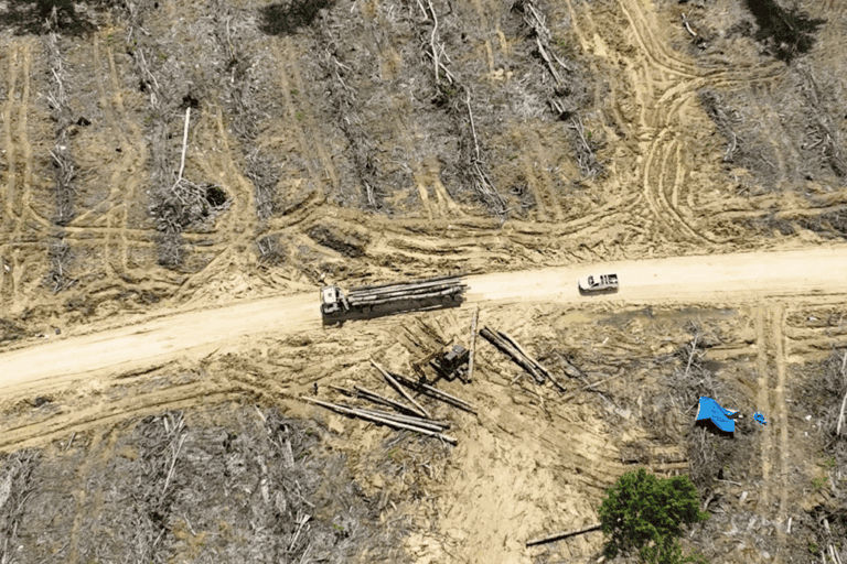 Riset Auriga Ungkap Lonjakan Deforestasi 2025