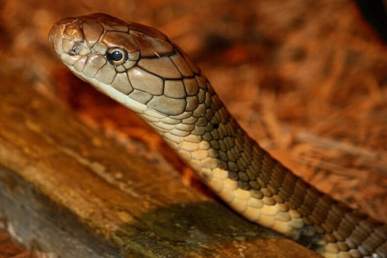 Raja Kobra (Ophiophagus hannah) di Kebun Binatang Cincinnati, Amerika Serikat. Ular berbisa terpanjang di dunia ini dapat mencapai panjang lebih dari lima meter dan tersebar luas di Asia Selatan hingga Asia Tenggara, termasuk Indonesia. Foto: Ltshears / Wikimedia Commons / CC BY-SA 3.0