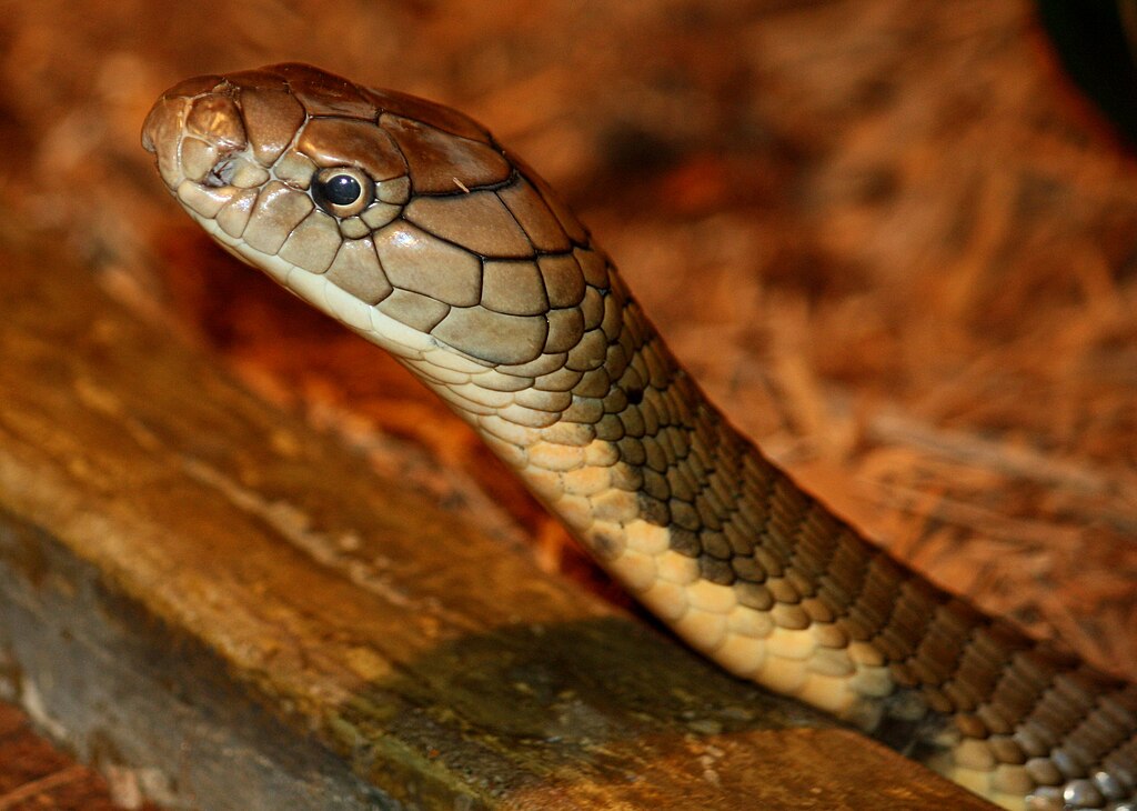 Raja Kobra (Ophiophagus hannah) di Kebun Binatang Cincinnati, Amerika Serikat. Ular berbisa terpanjang di dunia ini dapat mencapai panjang lebih dari lima meter dan tersebar luas di Asia Selatan hingga Asia Tenggara, termasuk Indonesia. Foto: Ltshears / Wikimedia Commons / CC BY-SA 3.0
