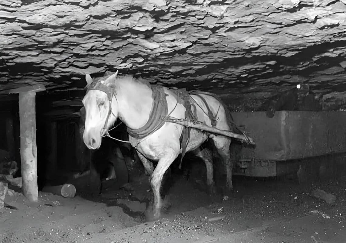 Seekor kuda tambang menarik gerobak batubara di lorong sempit tambang New Aberdeen, Nova Scotia, Agustus 1946. Hidup dalam kegelapan dan ruang serba rendah seperti ini adalah nasib ribuan kuda poni tambang (pit ponies) pada masa itu. Foto: National Film Board of Canada/Library & Archives Canada/PS-116676.