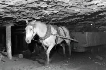 Seekor kuda tambang menarik gerobak batubara di lorong sempit tambang New Aberdeen, Nova Scotia, Agustus 1946. Hidup dalam kegelapan dan ruang serba rendah seperti ini adalah nasib ribuan kuda poni tambang (pit ponies) pada masa itu. Foto: National Film Board of Canada/Library & Archives Canada/PS-116676.