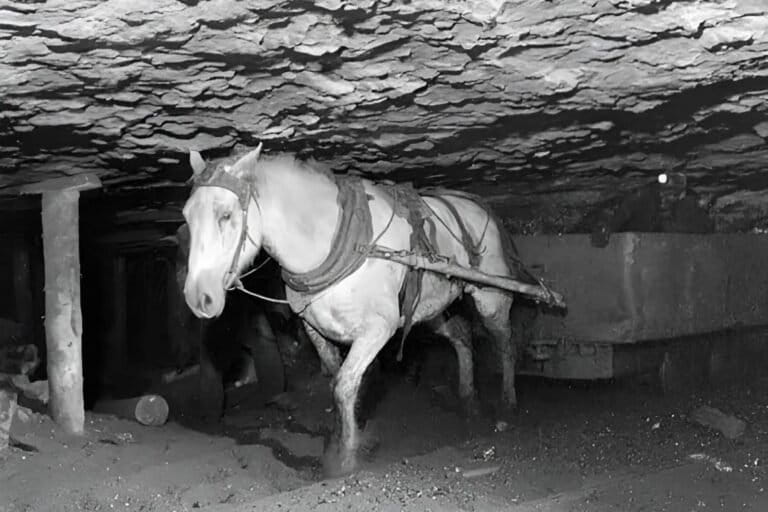 Seekor kuda tambang menarik gerobak batubara di lorong sempit tambang New Aberdeen, Nova Scotia, Agustus 1946. Hidup dalam kegelapan dan ruang serba rendah seperti ini adalah nasib ribuan kuda poni tambang (pit ponies) pada masa itu. Foto: National Film Board of Canada/Library & Archives Canada/PS-116676.