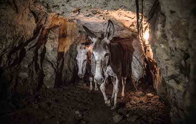 Keledai tambang berjalan di lorong sempit dan gelap di kawasan Salt Range, distrik Chakwal, Pakistan. Ribuan keledai di wilayah ini masih dipaksa bekerja keras memanggul batubara setiap hari, mengulang kisah kelam pit ponies di Eropa satu abad silam. Foto: ©Freya Dowson/The Brooke.