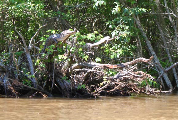 Seekor aligator Amerika terlihat bertengger di cabang pohon di Delta Sungai Pearl, Mississippi, kemungkinan untuk berjemur dan mengawasi sekitarnya. Foto: Kristine Gingras.