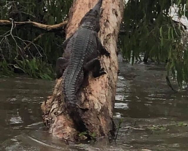 Seekor buaya di Queensland tertangkap kamera sedang memanjat batang pohon miring di tepi sungai, menunjukkan kemampuan unik reptil ini dalam memanfaatkan ruang vertikal. Foto: Mick Doyle.