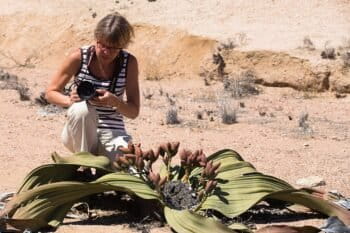 Seorang peneliti mengamati Welwitschia mirabilis, tanaman gurun unik yang hanya punya dua daun abadi dan bisa hidup lebih dari seribu tahun. Foto: Ragnhild & Neil Crawford/CC BY-SA 2.0