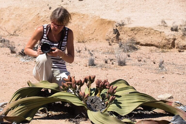 Seorang peneliti mengamati Welwitschia mirabilis, tanaman gurun unik yang hanya punya dua daun abadi dan bisa hidup lebih dari seribu tahun. Foto: Ragnhild & Neil Crawford/CC BY-SA 2.0