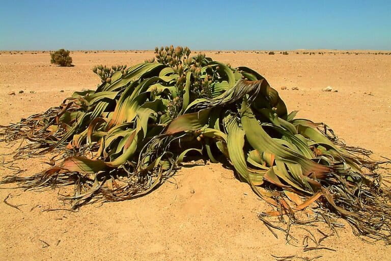 Di salah satu lanskap paling tandus di dunia, Gurun Namib, tumbuh Welwitschia mirabilis—tanaman yang sering disebut ‘fosil hidup’. Daunnya bisa memanjang hingga lebih dari dua meter dan beberapa individunya berusia ratusan bahkan ribuan tahun. Foto: wolfgang.mller54/CC BY 2.0