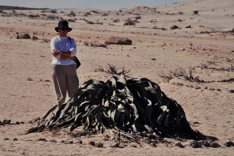 Seorang pengunjung berdiri di samping Welwitschia mirabilis di Gurun Namib, Namibia. Tanaman ini hanya memiliki dua daun sepanjang hidupnya dan bisa bertahan lebih dari seribu tahun. Foto: Schnobby/CC BY-SA 3.0