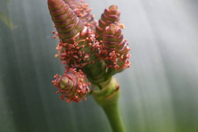 Bunga jantan Welwitschia mirabilis difoto di Kebun Botani Universitas Basel, Swiss. Tanaman gurun unik ini menghasilkan strobilus jantan dan betina pada individu yang berbeda. Foto: KLEIN Benjamin/CC BY-SA 4.0