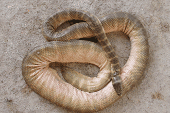 Belcher’s sea snake (Hydrophis belcheri), spesies yang sering disebut sebagai ular laut paling berbisa, memiliki ekor pipih sebagai adaptasi berenang di laut. Klaim “100 kali lebih mematikan dari kobra” kerap dilekatkan padanya, meski riset modern menunjukkan spesies lain lebih toksik. Sumber foto: Rasmussen AR, Murphy JC, Ompi M, Gibbons JW, Uetz P (2011), PLoS ONE 6(11): e27373