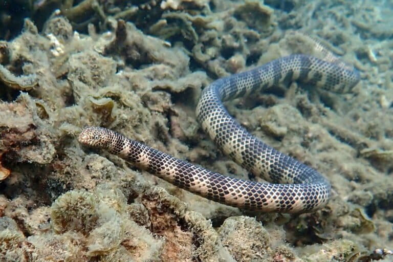 Dubois’ sea snake (Aipysurus duboisii) di perairan dangkal terumbu karang. Spesies ini tercatat sebagai ular laut dengan bisa paling toksik di dunia berdasarkan uji laboratorium, meski jarang berinteraksi dengan manusia. Foto © Amaury Durbano (CC BY-NC), diunggah oleh Amaury Durbano.