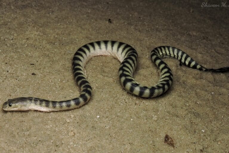 Beaked sea snake (Hydrophis schistosus), spesies ular laut yang paling sering menyebabkan gigitan pada manusia di Asia Selatan dan Asia Tenggara. Meski toksisitasnya tidak setinggi Dubois’ sea snake, habitatnya di perairan dangkal membuatnya sering berinteraksi dengan nelayan. Foto: Shaveen Madushka/CC BY-NC.