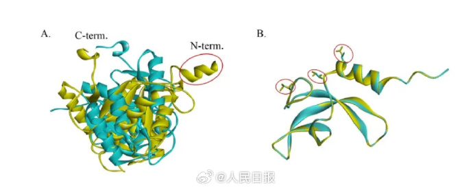 Model struktur protein dari mikroba luar angkasa yang dianalisis ilmuwan. Studi ini membantu memahami mekanisme molekuler adaptasi Niallia tiangongensis terhadap radiasi kosmik dan mikrogravitasi