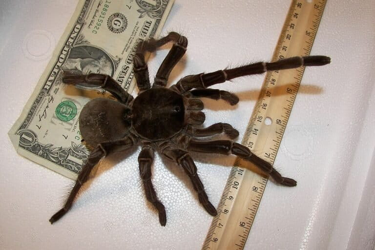 Goliath birdeater (Theraphosa stirmi), juga dikenal sebagai Burgundy Goliath Birdeater, difoto dengan pembanding uang dolar AS dan penggaris yang menunjukkan ukurannya sebanding dengan piring makan. Sumber foto: Snakecollector via Flickr (2009).