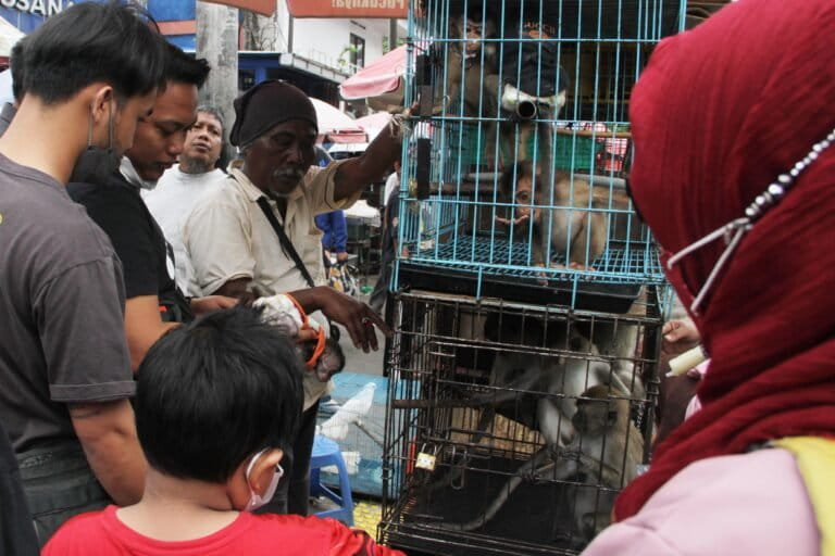 Belajar dari Kasus Monyet Peliharaan Serang Balita di Madura