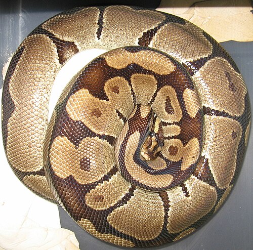 Seekor Sanca Bola (Ball Python, Python regius) menggulung tubuhnya rapat menyerupai bola. Dari perilaku inilah nama “Sanca Bola” berasal, sebuah strategi bertahan hidup yang unik sekaligus efektif. Foto: WingedWolfPsion/Wikimedia Commons (CC BY-SA 3.0).