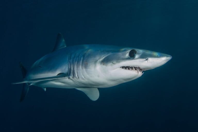 Hiu mako modern, salah satu kerabat jauh yang digunakan ilmuwan sebagai pembanding untuk merekonstruksi ukuran hiu purba raksasa. Proporsinya membantu mengungkap bahwa predator kuno itu bisa mencapai panjang 24 meter dengan berat 94 ton. Sumber foto: Ben Phillips / Pexels