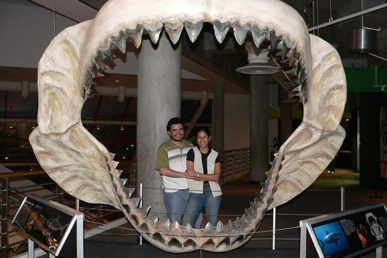 Replika rahang hiu purba Otodus megalodon di Baltimore Aquarium, memperlihatkan ukuran gigi raksasa yang pernah dimiliki predator laut terbesar di bumi. Rahang sebesar ini diperkirakan mampu menghasilkan gigitan lebih dari 100.000 Newton. (Foto: P, CC BY 2.0, via Flickr)