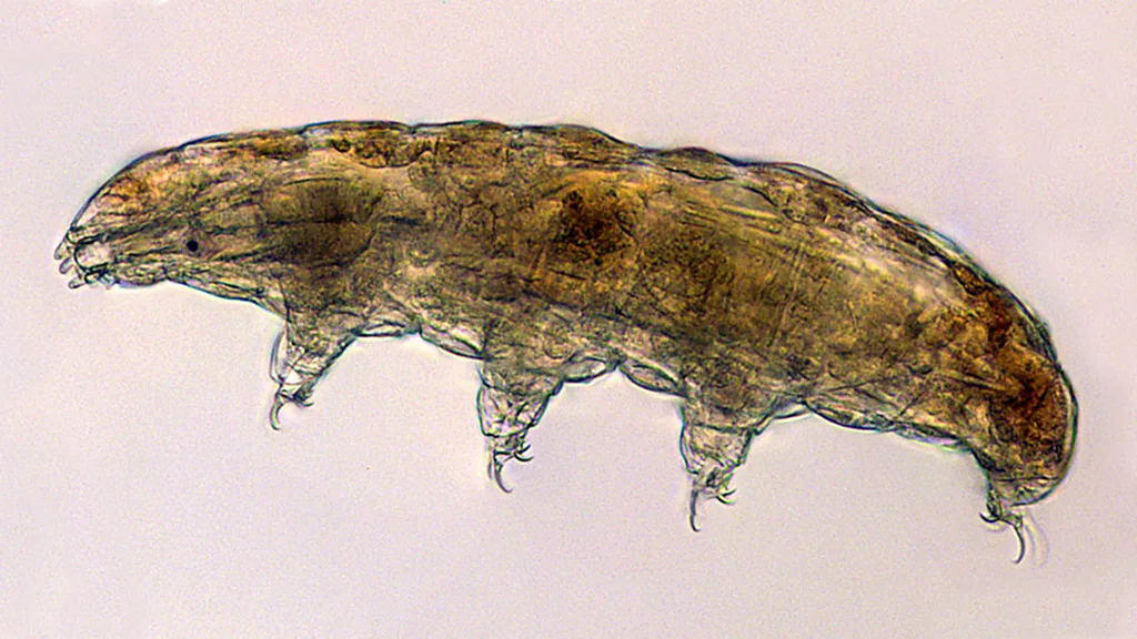 Seekor tardigrada dilihat melalui mikroskop cahaya. Hewan mikroskopis ini termasuk ekstremofil, mampu bertahan hidup dalam kondisi kering selama puluhan tahun. Foto: NASA (public domain).